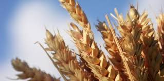 recettes de chavouot